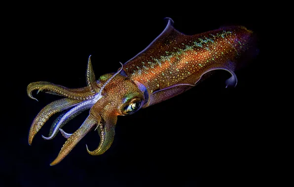 Colorful, black, water, background, animal, creature, reef, squid
