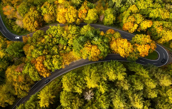 Картинка aerial view, trees, road, autumn