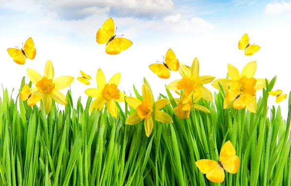 Картинка grass, yellow, flowers, spring, meadow, butterflies, daffodils
