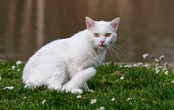 Картинка кошка, белый, трава, кот, взгляд, цветы, поза, поляна