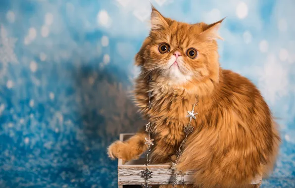 Кошка, кот, взгляд, снежинки, поза, портрет, рыжий, Рождество