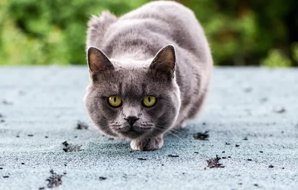 Картинка кошка, глаза, кот, взгляд, серый, зеленые, сидит