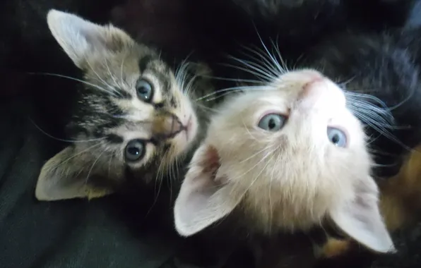 Маленькие, котята, пушистые