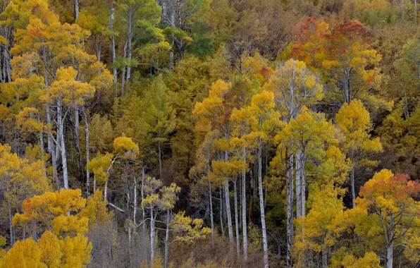 Осень, лес, деревья, кроны, краски осени