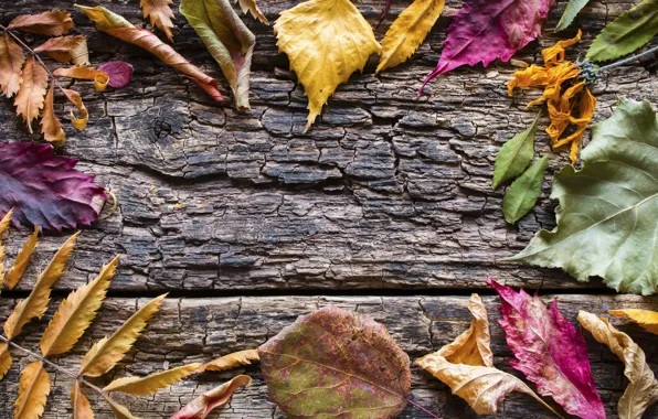 Осень, листья, фон, colorful, клен, wood, autumn, leaves