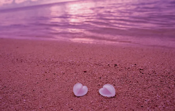 Песок, пляж, любовь, розовый, берег, сердце, ракушки