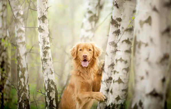 Картинка взгляд, деревья, друг, собака