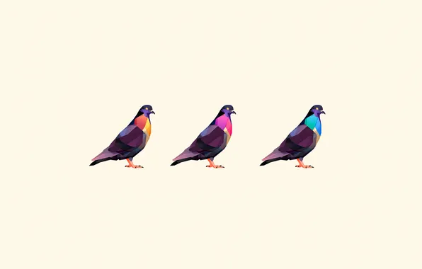 Птицы, голуби, три, окрас, цветной, белый фон
