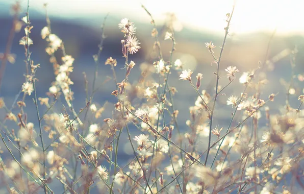 Картинка трава, солнце, цветы, солнечно, мелкие
