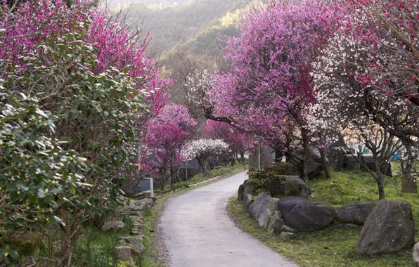 Картинка камни, дорожка, Japan, цветение весной