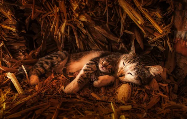 Кошка, взгляд, свет, кошки, котенок, малыш, сено, солома