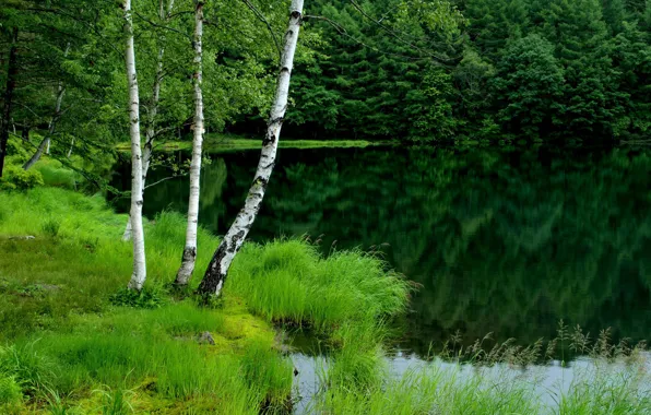 Картинка зелень, лес, озеро, берег, растительность