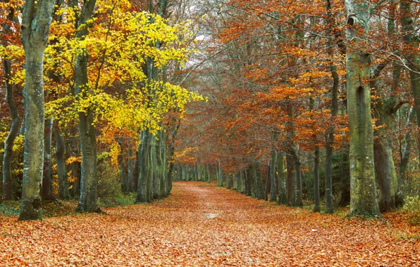 Картинка листья, деревья, Осень, дорожка, листопад, роща, autumn, leaves