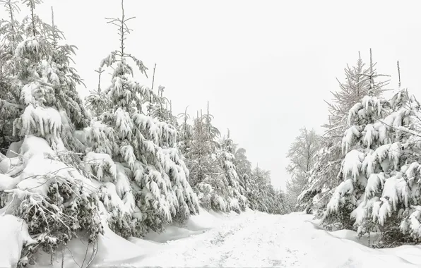 Зима, лес, снег, природа