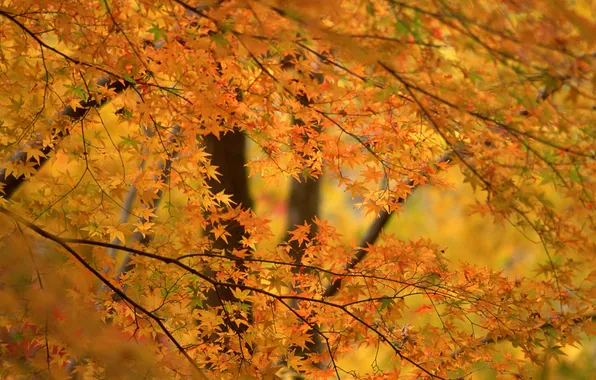 Картинка осень, деревья, фон, листва, оранжевая