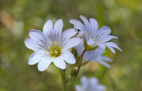 White, flower, blooming