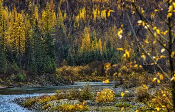 Осень, лес, деревья, горы, ветки, природа, река, дерево