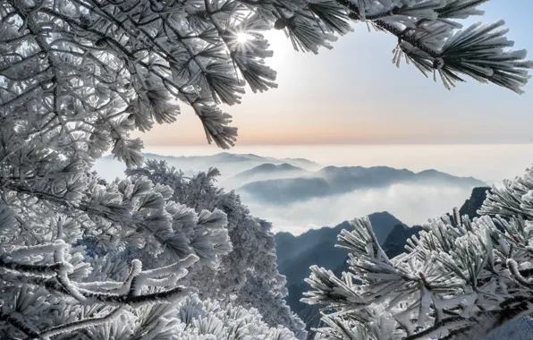 Картинка зима, иней, горы, ветки, China, Китай, сосны, Huangshan Mountains