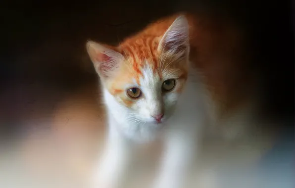 Кошка, кот, рыжий