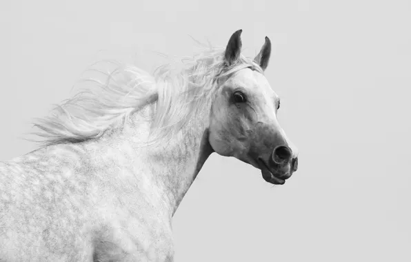 Конь, лошадь, профиль