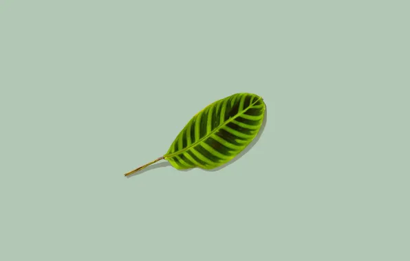 Картинка фон, листок, минимализм, зелёный