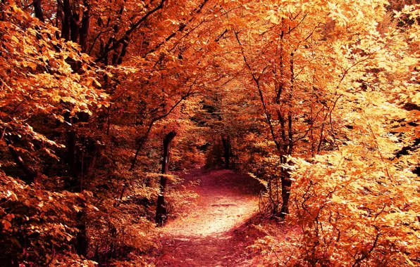 Картинка дорога, осень, лес, листья, деревья, ветки, природа, желтые