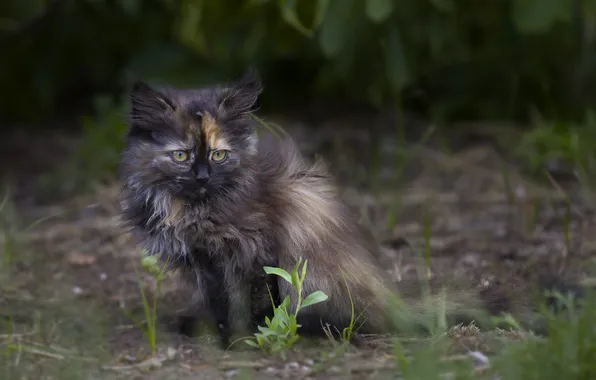 Котенок, малыш, пушистик, киса, милашка, боке, домашнее животное, мяу
