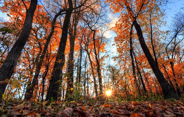 Картинка осень, лес, небо, листья, солнце, лучи, деревья