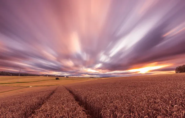 Пшеница, поле, закат, вечер, урожай