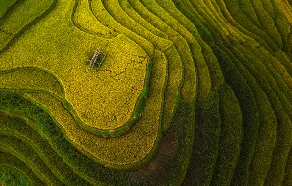 Rice, plantation, agricultural technique