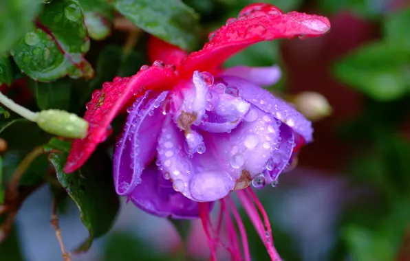 Картинка цветок, фиолетовый, капли, Flower, drops, purple, Фуксия