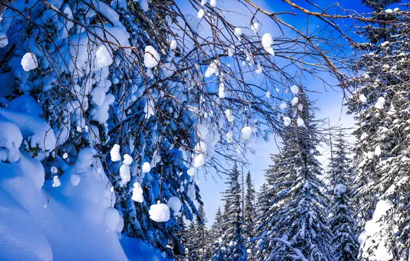 Картинка зима, лес, снег, деревья, ветки, Россия, Хабаровский край