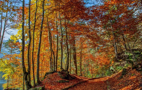 Картинка дорога, осень, лес, деревья, Италия
