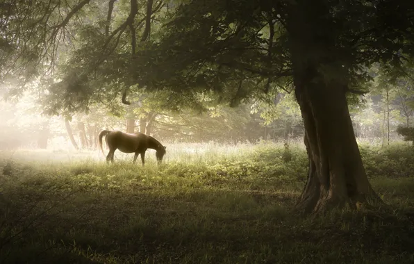 Картинка природа, туман, дерево, конь