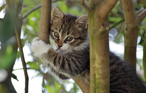 Ветки, котёнок, на дереве