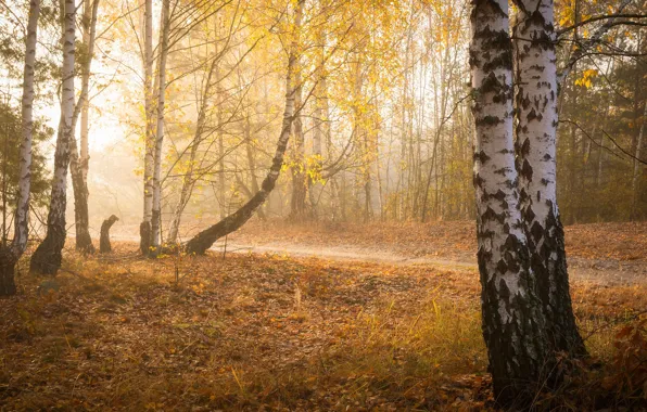 Осень, лес, туман, парк, листва, утро, береза, березы