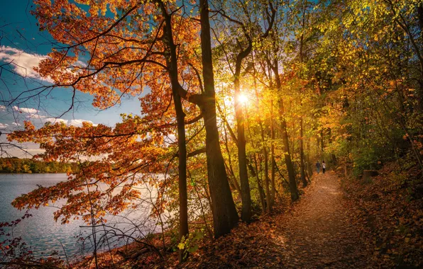 Картинка осень, деревья, озеро, парк, тропинка