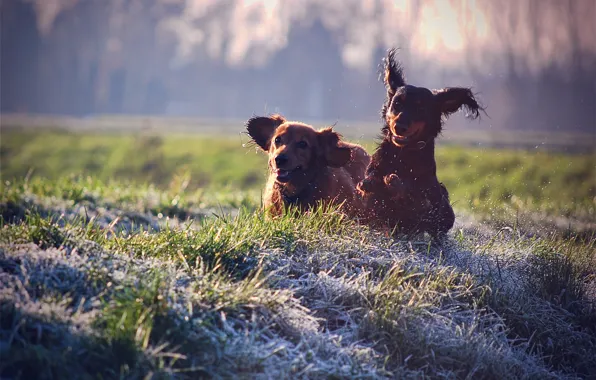 Собаки, трава, радость, брызги, настроение, газон, отдых, собака