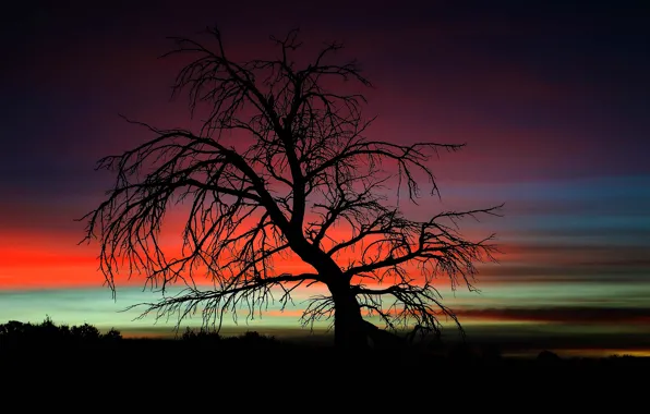 Twilight, tree, dusk, branches, darkness, silhouettes