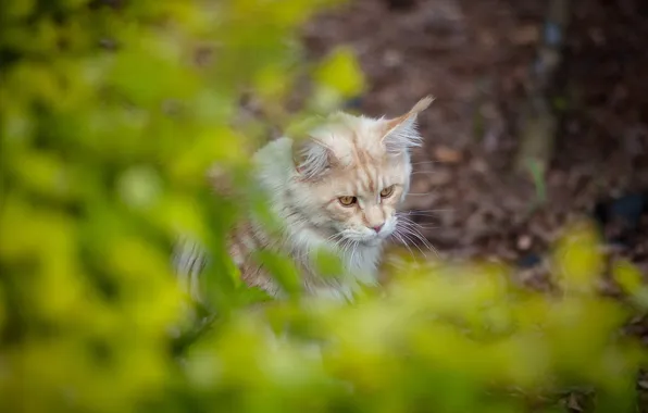 Кошка, лето, природа