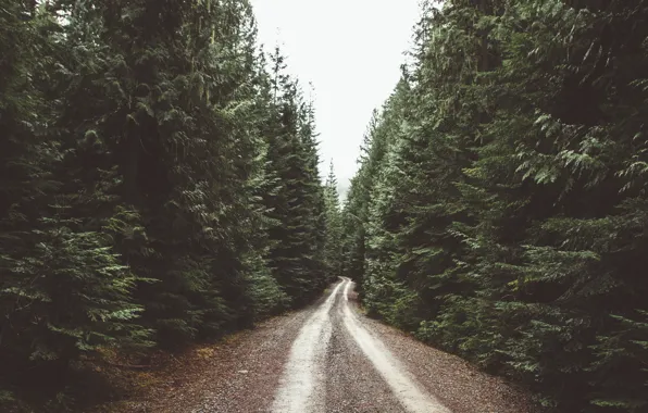 Картинка дорога, лес, даль