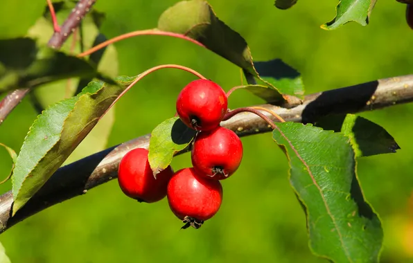 Red, fruit, twig