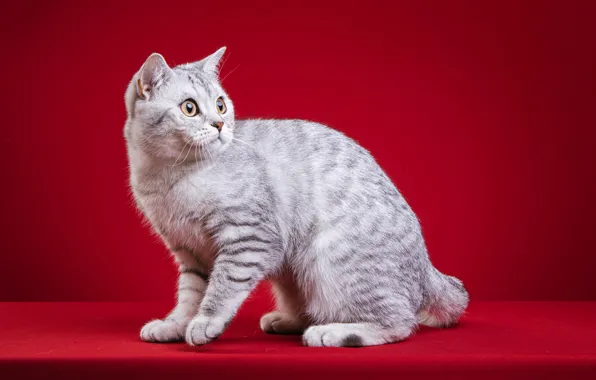 Кошка, кот, красный фон, фотосессия, британская, фотомордель