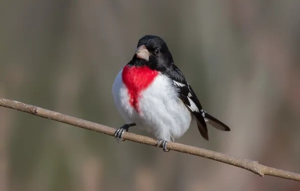 Картинка Красногрудый дубоносовый кардинал, птица, природа