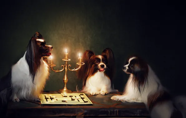 Картинка собаки, фон, ситуация, трио, подсвечник, шашки, троица, Папийон