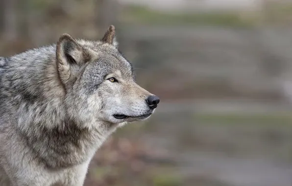 Nature, face, animal, wolf, wildlife, head, fur, mammal