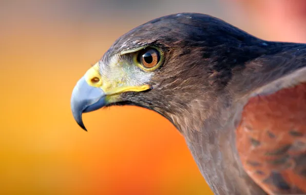 Картинка птица, орел, клюв