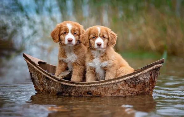 Собаки, взгляд, вода, природа, фон, лодка, щенки, рыжие
