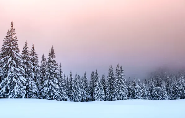 Зима, снег, деревья, пейзаж, елки, forest, landscape, winter