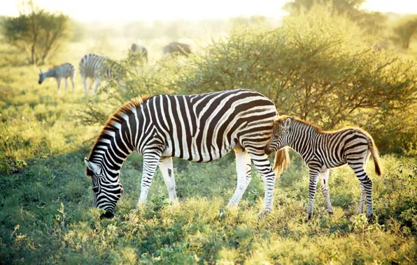 Картинка Трава, Зебры, Zebras, Wildlife, Жеребенок, Дикая природа, African Safaris, Африканские сафари